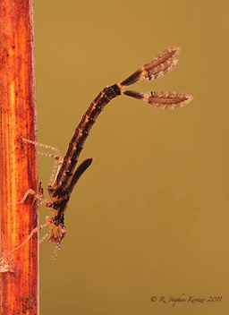 Enallagma signatum, nymph